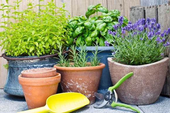 Kräuter in Töpfen, Gartenschere und Schaufel