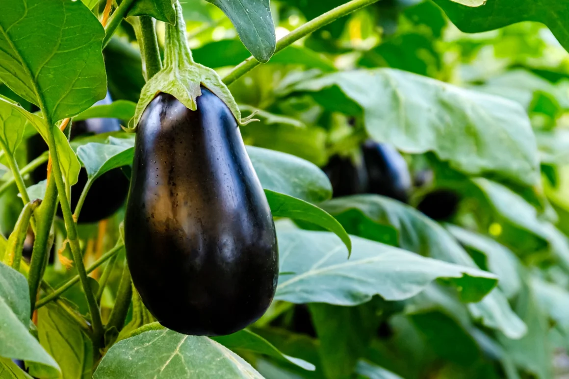 Reife Aubergine an Pflanze