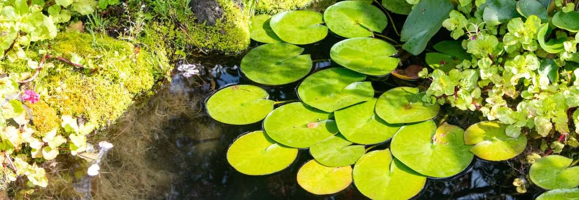 Nahaufnahme von Seerosenblättern auf einem Teich mit bepflanztem Ufer.