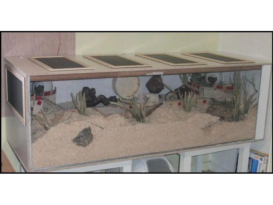 Ein Terrarium mit Sand und Pflanzen.
