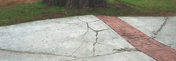 Baumwurzeln sorgen für Risse im Gartenweg