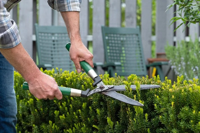 Person schneidet Hecke mit Gartenschere