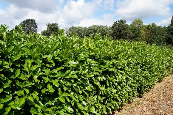 Grüne Hecke