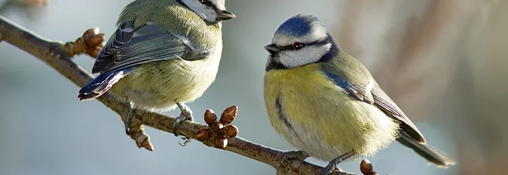 Zwei Blaumeisen auf einem Ast