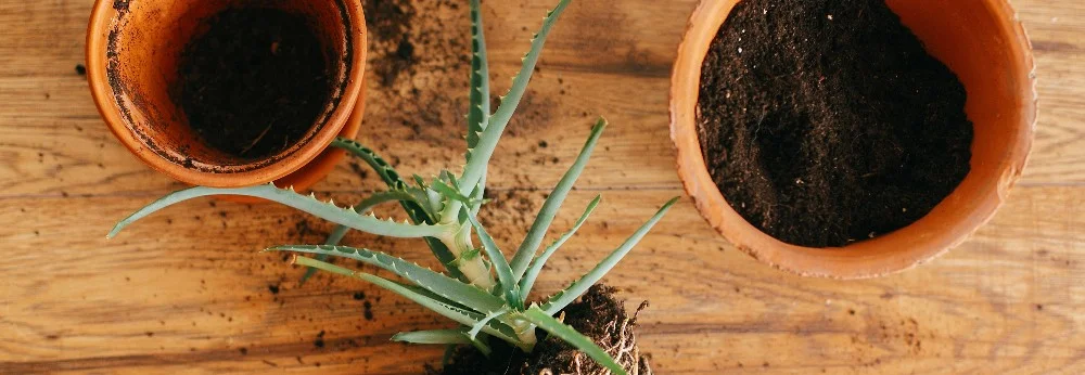 Aloe Vera Pflanze beim Umtopfen