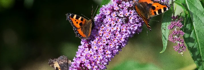 Drei Schmetterlinge auf lila Blüten