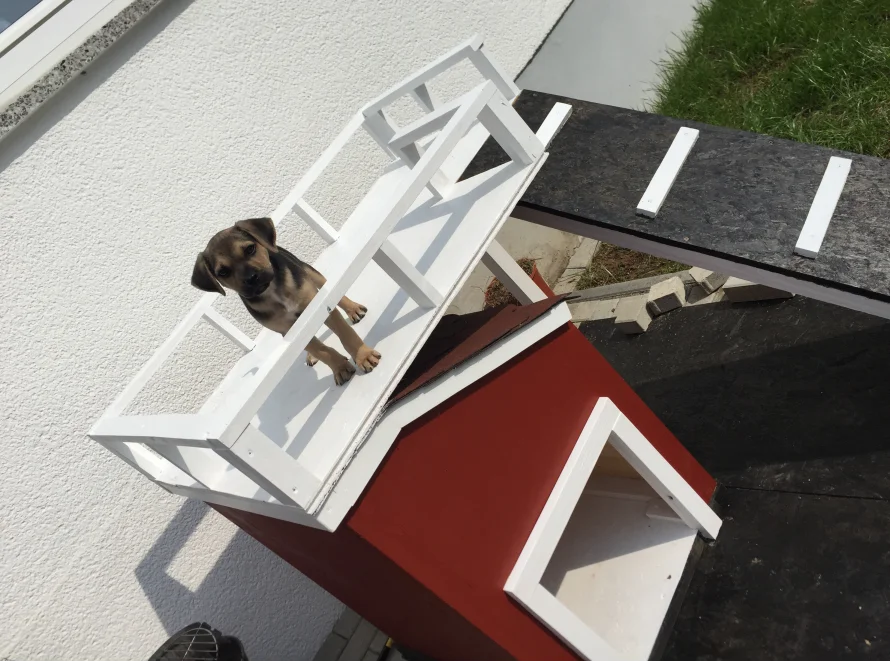 Brauner Hund steht auf Hundehütte aus Holz