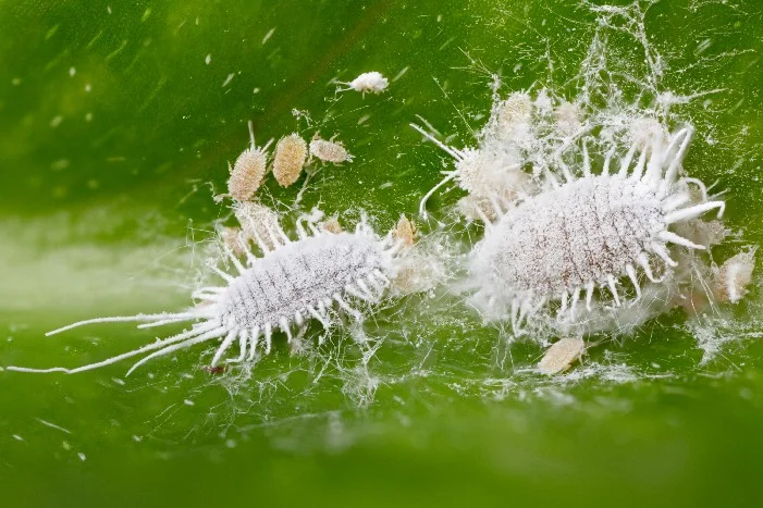 Wollläuse auf Blatt