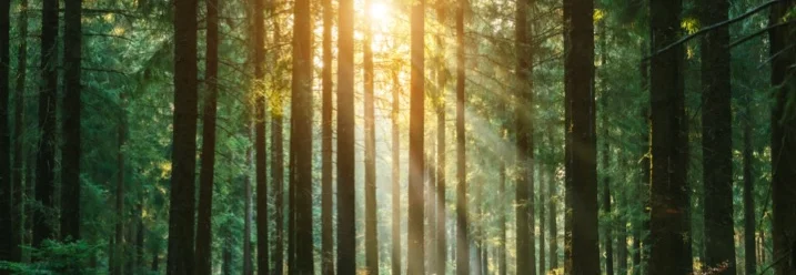 Sonnenstrahlen im Nadelwald