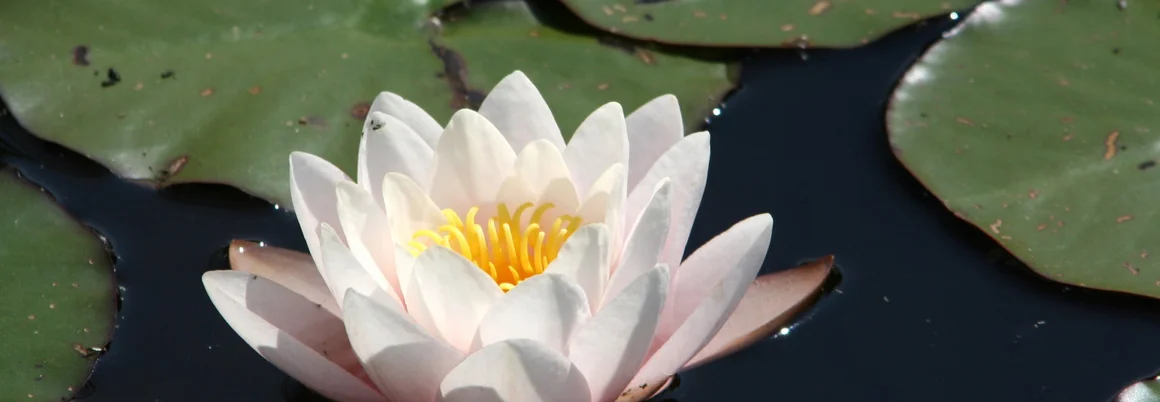 Weiße Seerose auf Teich