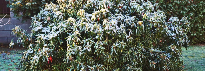 Rhododendron mit Schnee bedeckt
