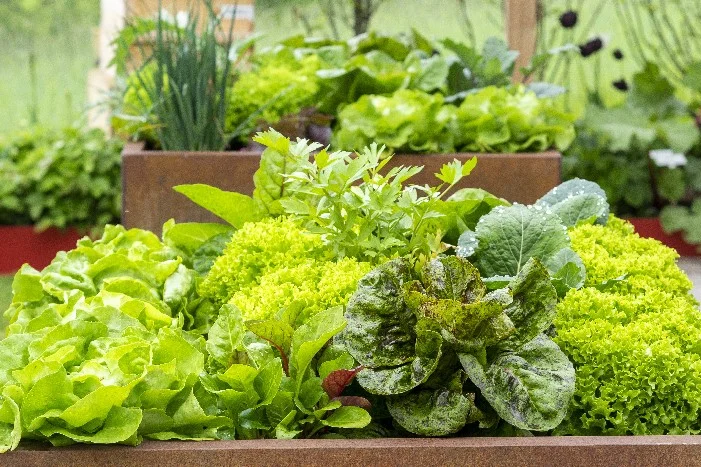 Verschiedene Salatsorten im Hochbeet