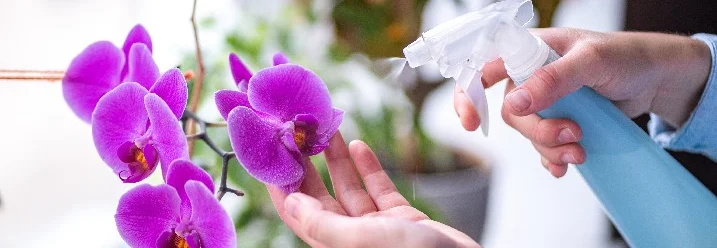 Person besprüht Orchideen mit Sprühflasche