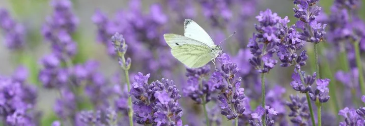 Weißer Schmetterling auf Lavendelblüten