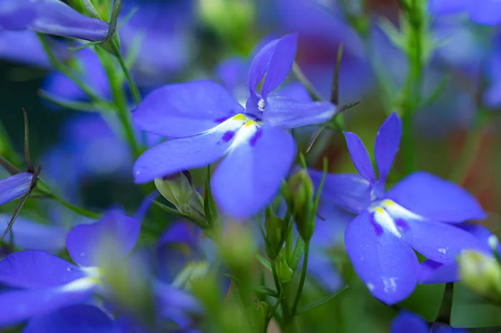 Nahaufnahme blauer Lobelienblüten