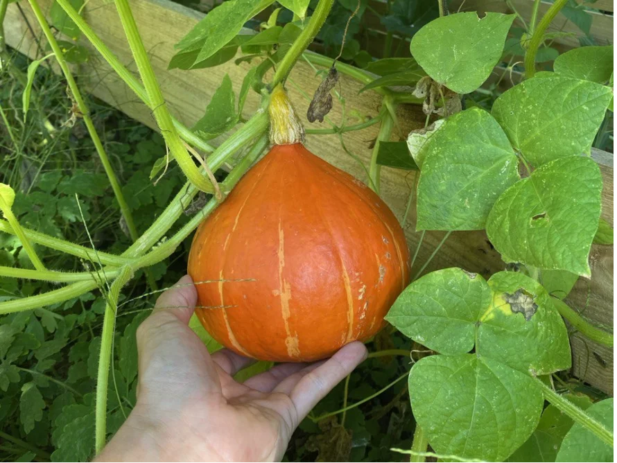 Hand hält orangen Kürbis an Pflanze
