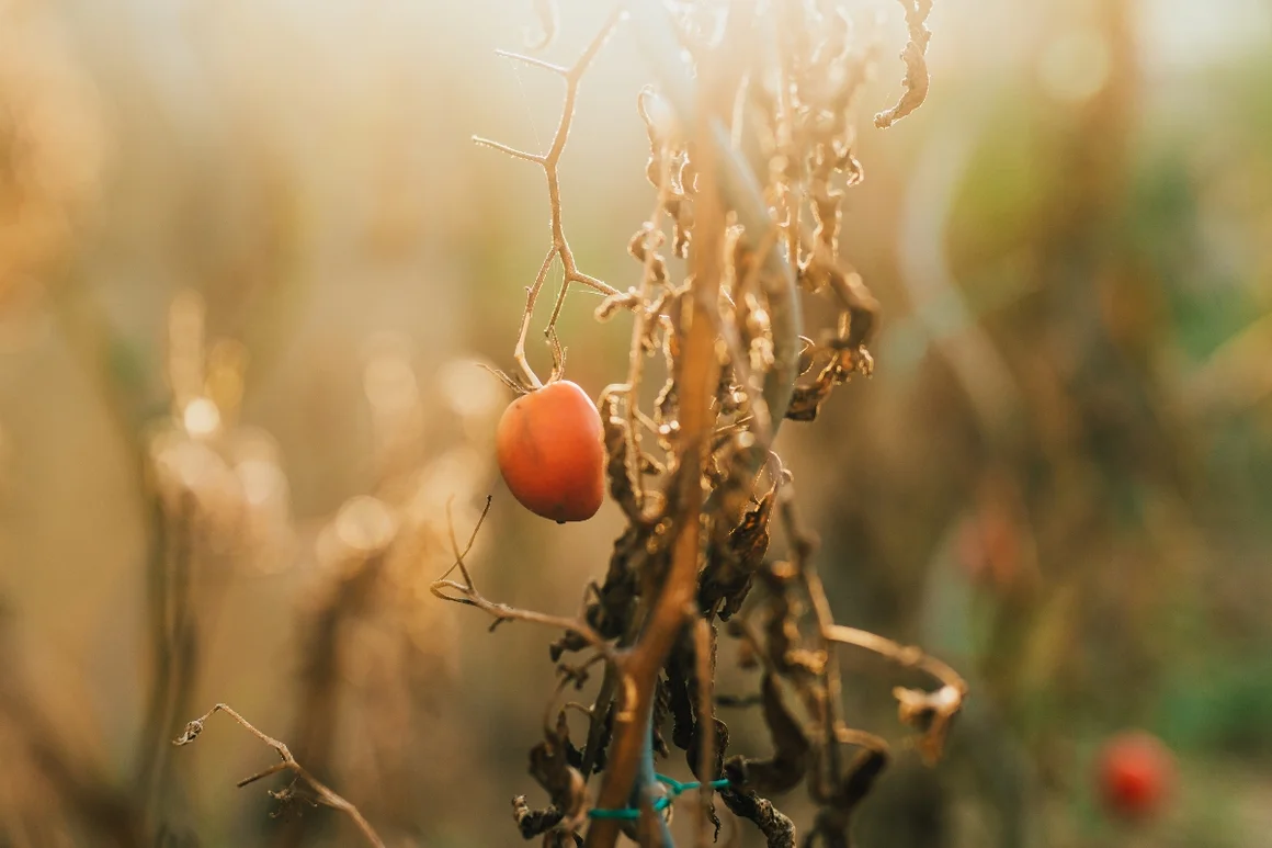 Eine einzelne Tomate an einem vertrockneten Strauch