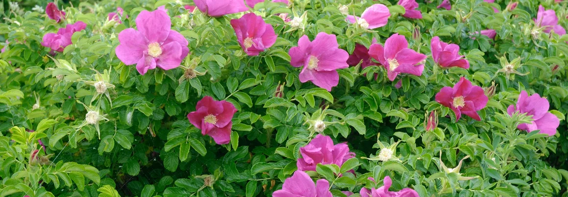 Rosa Rosenblüten an einem Busch