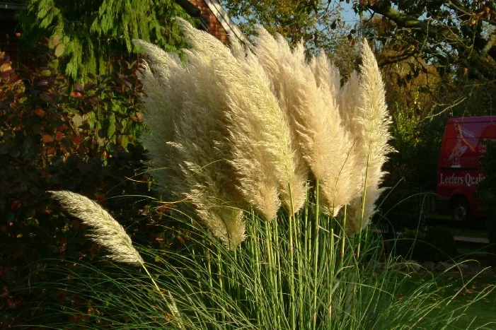 Hohes Pampasgras im Garten