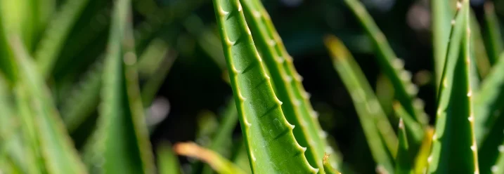 Nahaufnahme von Aloe Vera Pflanzen