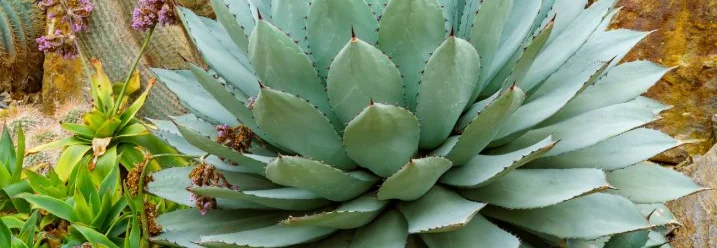 Große Agave mit Sukkulenten im Garten