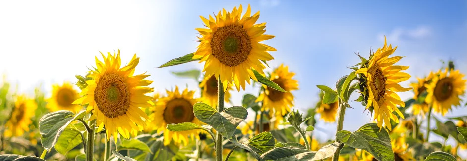 Sonnenblumenfeld an einem sonnigen Tag