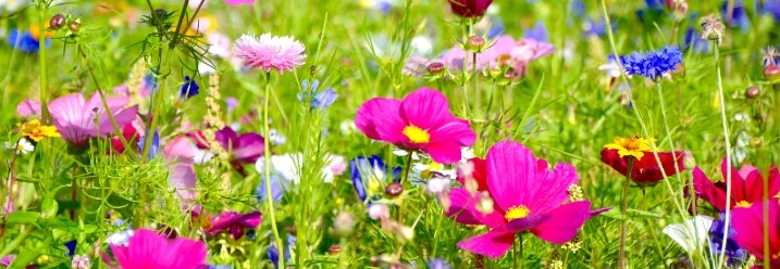 Wiese voller bunter Blumen