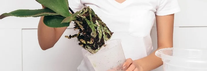 Person hält Orchidee mit Wurzeln aus dem Topf