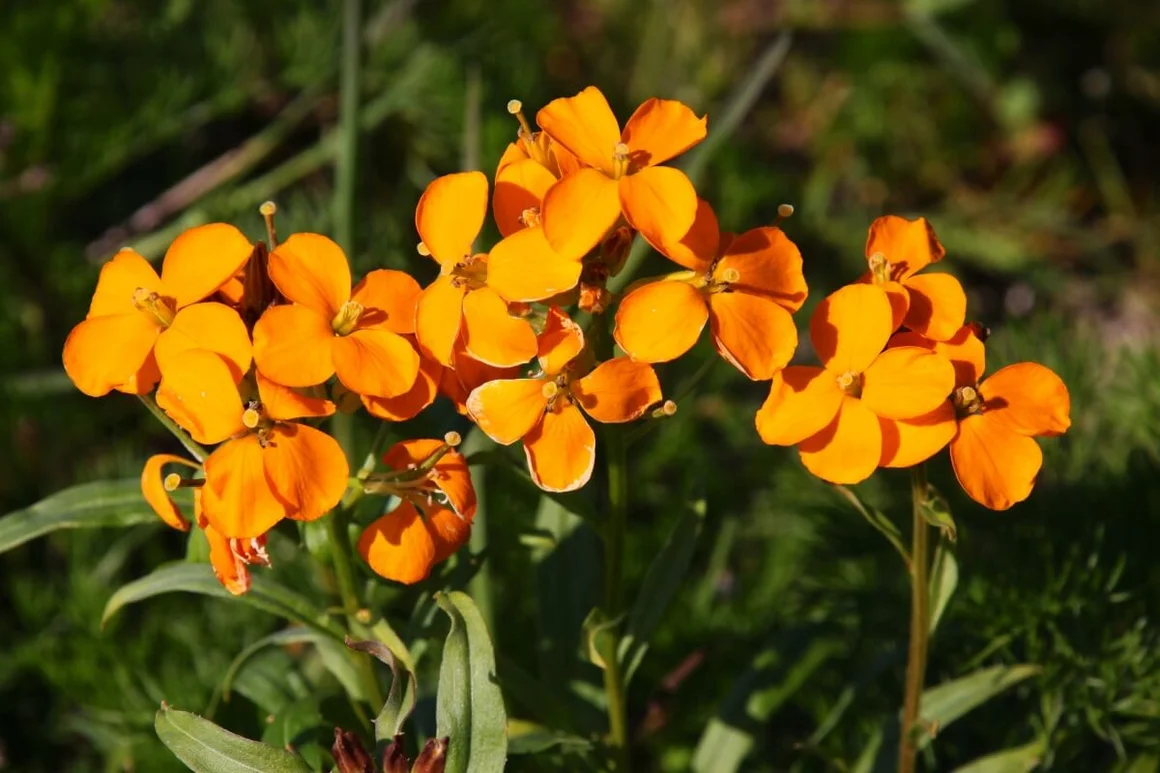 Leuchtend orange Blüten