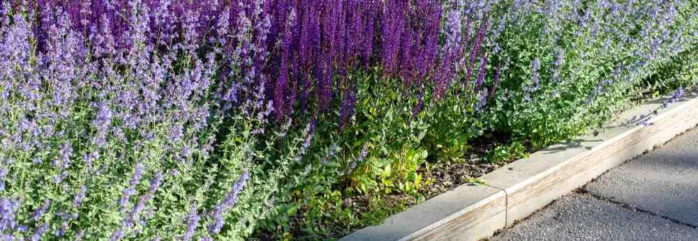 Blühender Salbei in verschiedenen Violett-Tönen in einem Beet.