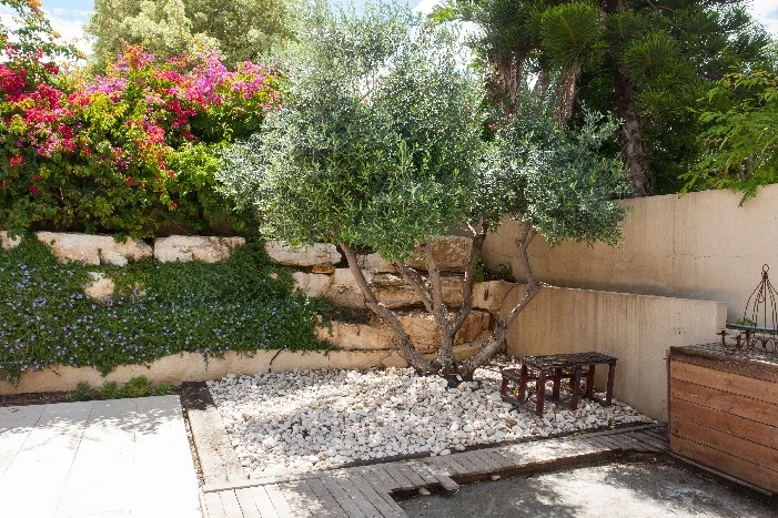 Olivenbaum in einem Garten