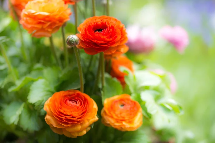 Orangefarbene Ranunkeln blühen