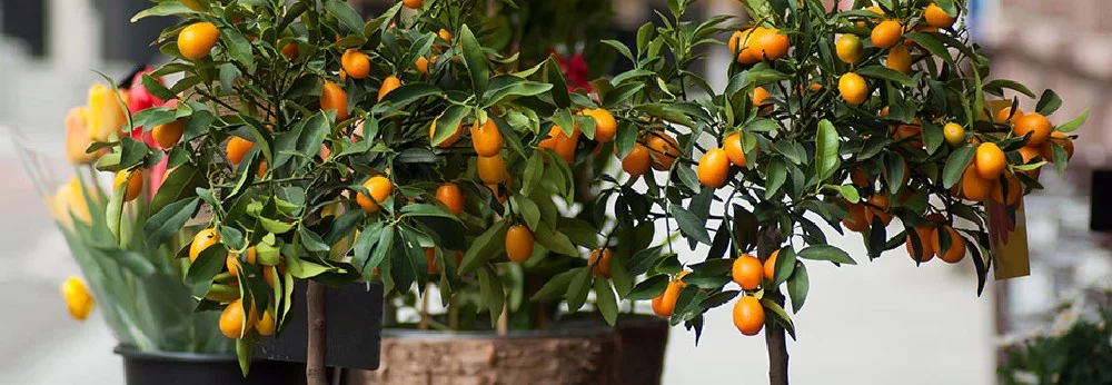 Drei kleine Orangbäume