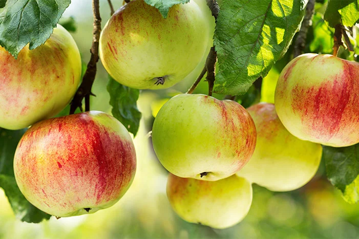 Reife Äpfel an einem Ast