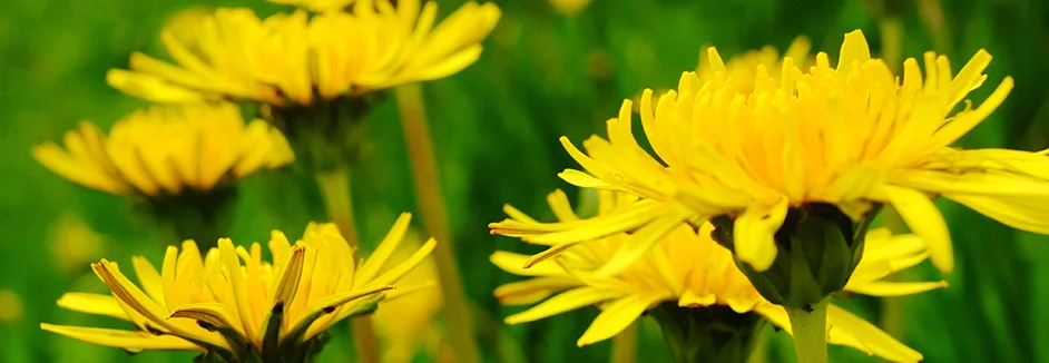 Gelbe Löwenzahnblüten auf einer Wiese