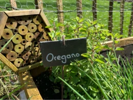 Insektenhotel und Oregano im Kräuterbeet