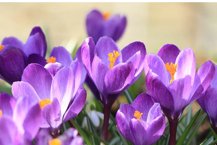 Lila Krokusse blühen im Frühling