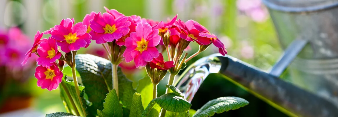 Gießkanne gießt pinke Blumen