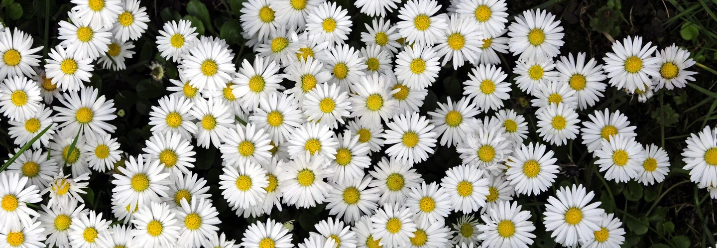 Viele weiße Gänseblümchen auf einer Wiese