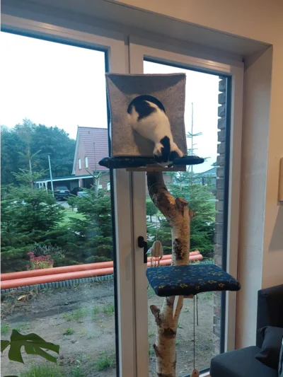 Schwarz-weiße Katze klettert auf Kratzbaum
