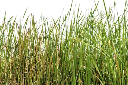 Hohes grünes Gras vor weißem Hintergrund