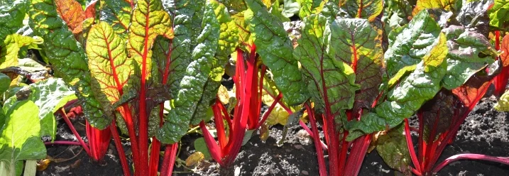 Mangoldpflanzen im Beet