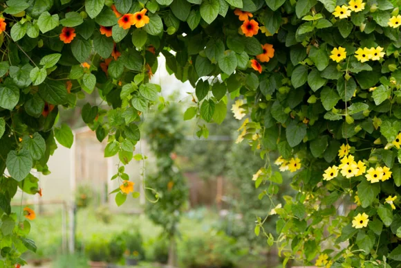 Blühender Torbogen mit orangen und gelben Blüten