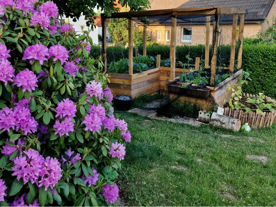 Blühender Rhododendron neben einem Hochbeet