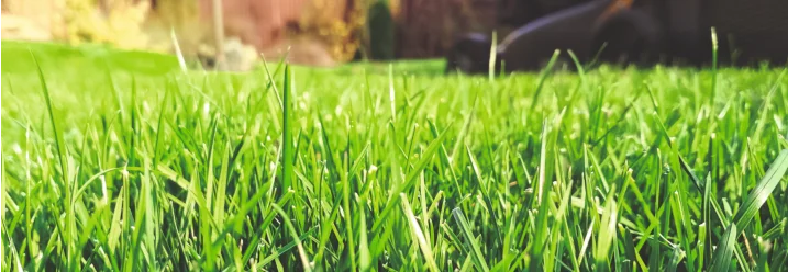 Nahaufnahme von grünem Gras