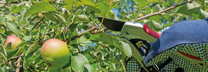 Handschuh schneidet mit Gartenschere Ast eines Apfelbaums
