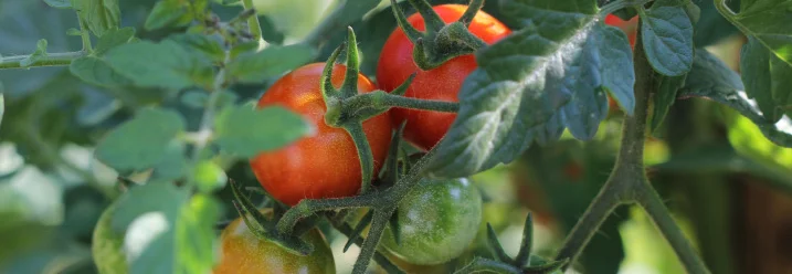 Rote und grüne Tomaten an einer Pflanze