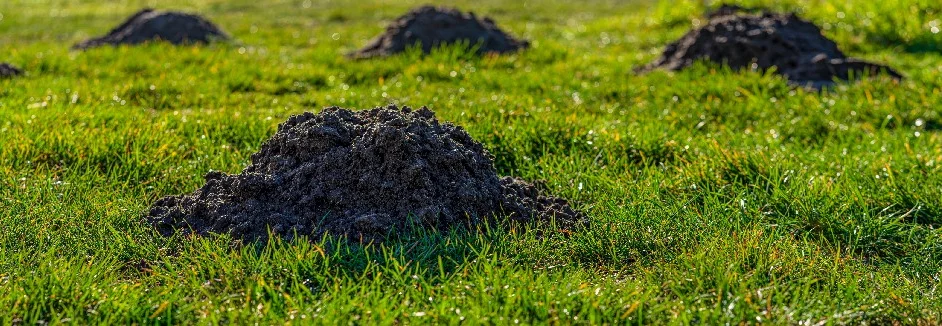 Maulwurfshügel im Rasen