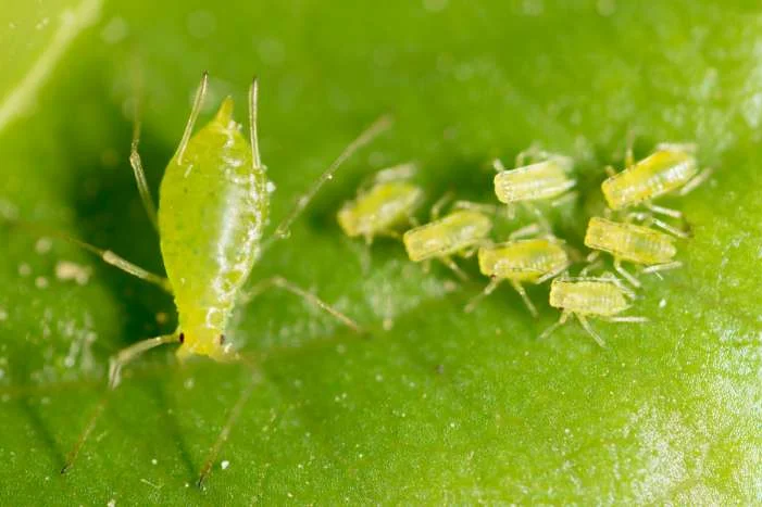 Blattläuse auf einem grünen Blatt