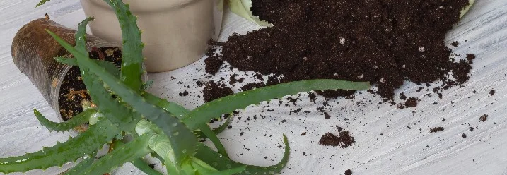 Aloe Vera Umtopfen